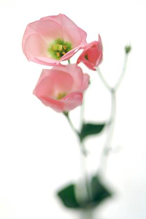 和家具でおすすめしたいネット通販